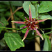 Passiflora 'Sunfire' (1)