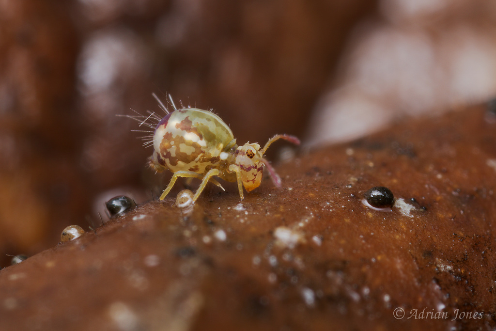 Calvatomina nr superba