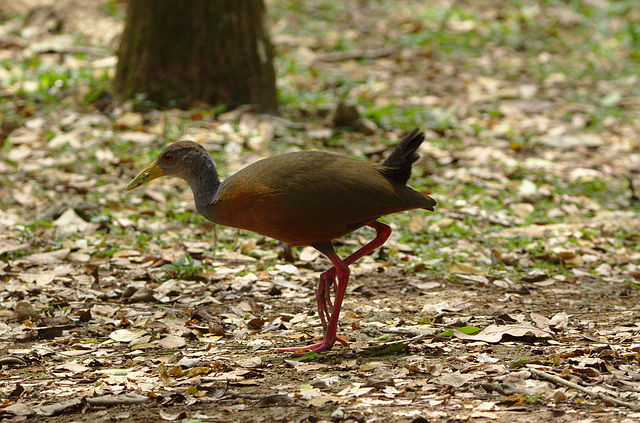 Grey necked rail, EF7A5480