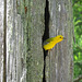 Prothonotary warbler