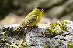 paruline à calotte noire / Wilson's warbler