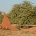 Namibia, Dwelling of Termites in the Game Reserve of Erindi