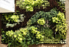 CCB - Jardim Vertical