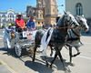 Parade of showy horses (PiP)