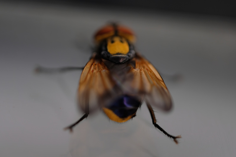 DSCF3945