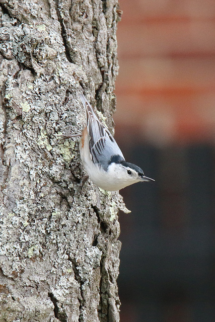 White-breasted nuthatch