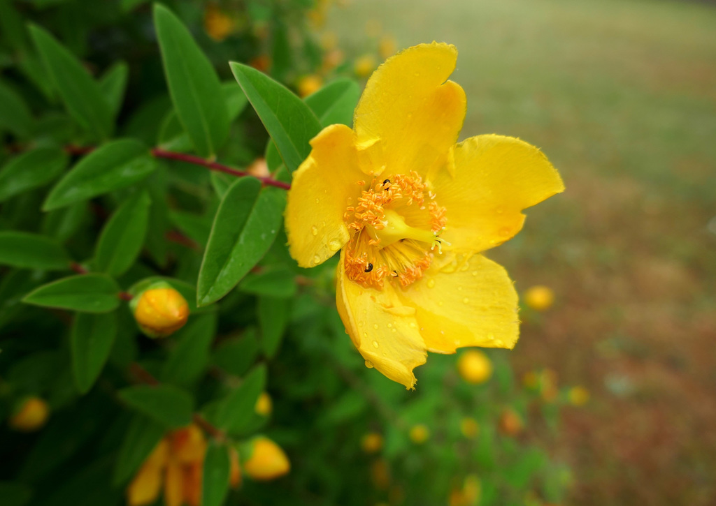 ranunculus