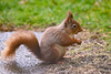 Red Squirrel