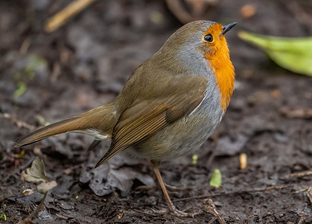 Robin