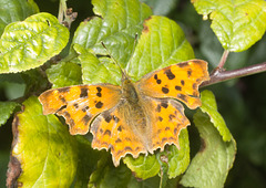 IMG 0053 Comma Butterfly-3