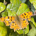 IMG 0053 Comma Butterfly-3