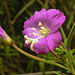 20230810 3786CPw [D~MS] Zottiges Weidenröschen (Epilobium hirsutum), Rieselfelder Münster