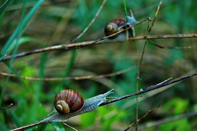 Schneckenrennen