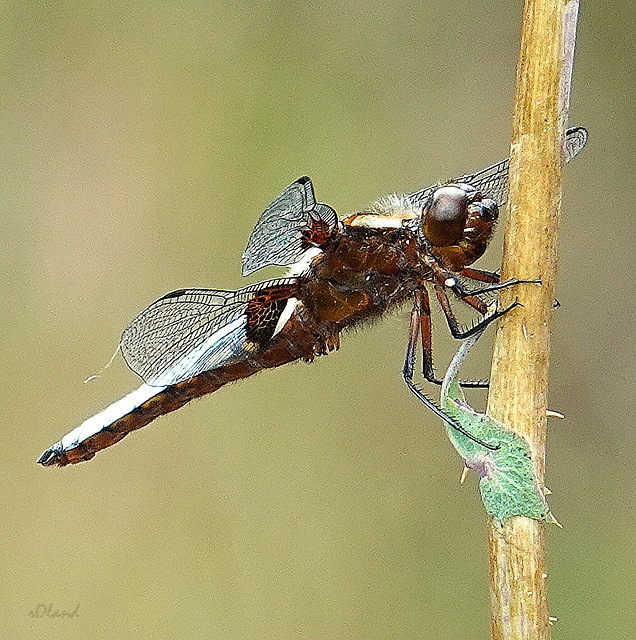 ORTHETRUM RETICULE