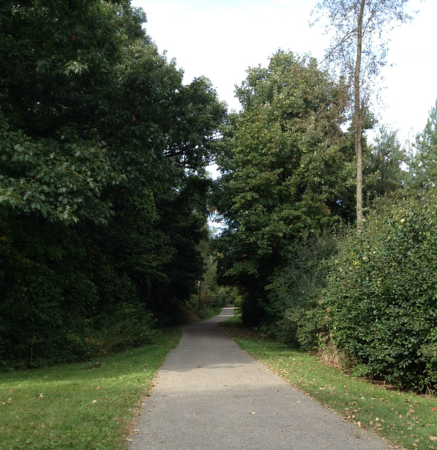 A trail in summer green attire