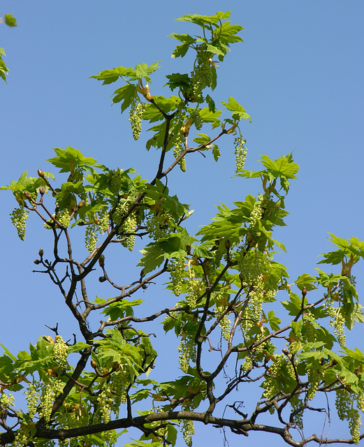 Ahornblüte