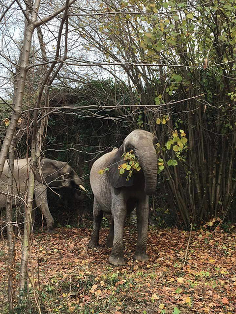 Mes éléphants 2017