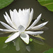 Water lily