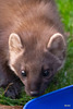 Pine Marten at dusk
