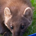 Pine Marten at dusk