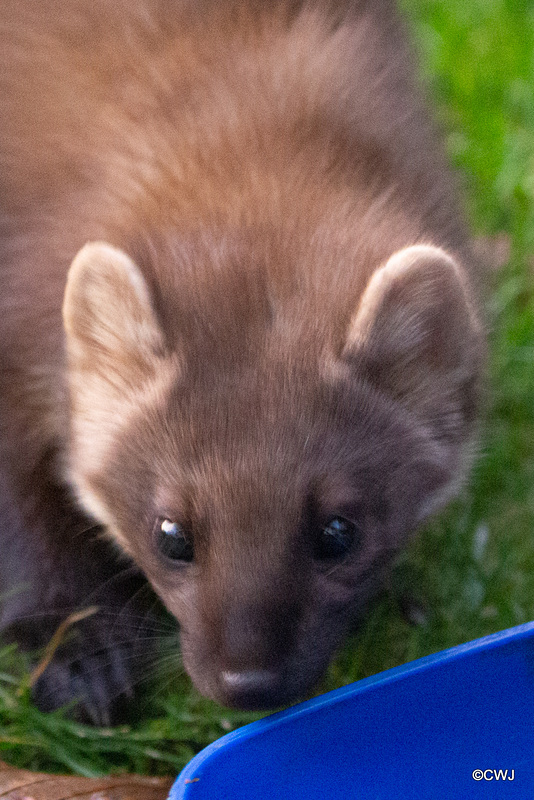 Pine Marten at dusk