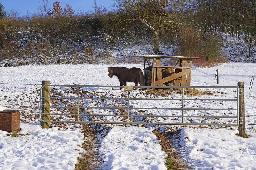 Ein Winter-Nachlese HFF - A winter gleaning HFF