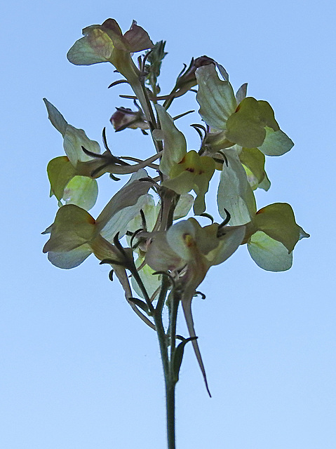 20210618 0953CPw [D~LIP] Marokkanisches Leinkraut (Linaria maroccana), Balkonblumen, Bad Salzuflen