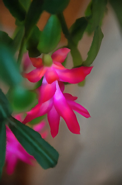 The reliable Christmas cactus