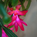 The reliable Christmas cactus