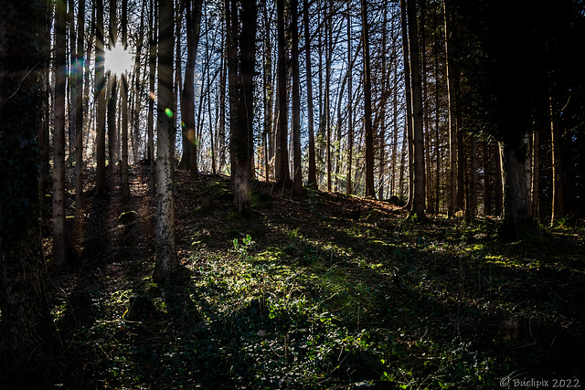 auf dem Weg zur Ruine Neuburg (© Buelipix)