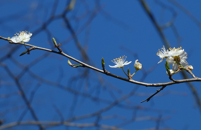 Zarte Frühlingsblüten