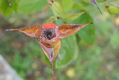 Bon dimanche mes amis Bon dimanche mes amis