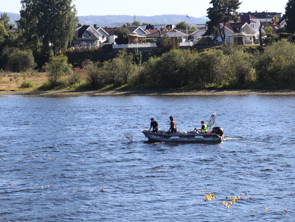 Entenrennen auf dem Drammenselva (Norwegen)