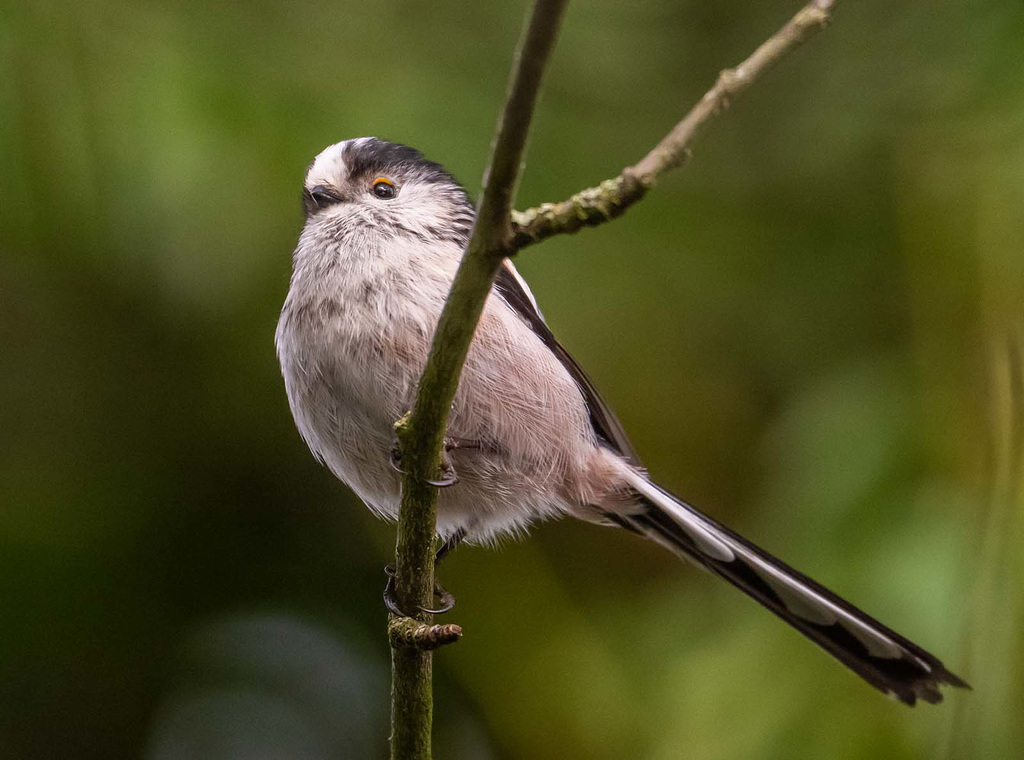 Long tailed tit