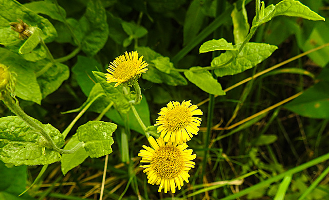 20230810 3787CPw [D~MS] Großes Flohkraut (Pulicaria dysenterica), Rieselfelder Münster