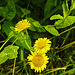 20230810 3787CPw [D~MS] Großes Flohkraut (Pulicaria dysenterica), Rieselfelder Münster