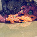 Ochre Sea Star