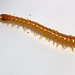 IMG 5075Centipede30May2015Canon550DCanonMPE