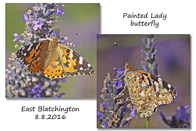 Painted Lady butterfly -  East Blatchington - 8.8.2016