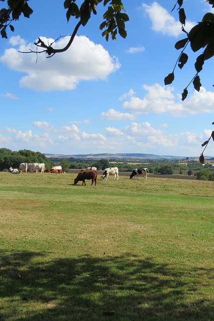 ascott, bucks