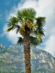 Palmenblüte in Riva am Gardasee