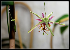 Passiflora 'Sunfire' (2)