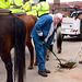 Police horses patrol the fest, and sanitation patrols the horses