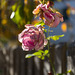 #25 - Gudrun - Last rose of summer - 51̊ 0points