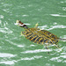 Day 6, Red-eared Slider
