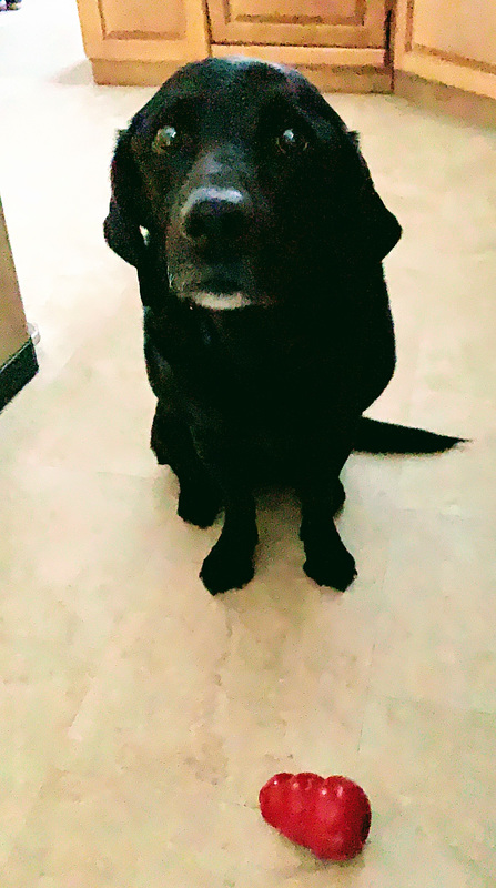 You know I get a treat in my kong when you make your coffee after we have been for a long walk!