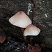 Mycena galericulata in Keith's forest