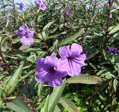 Mexican Petunia