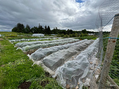 Mandala Organic Vegetable Farm