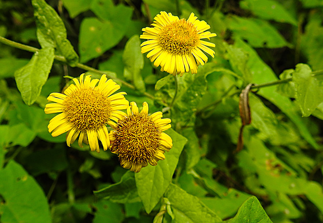 20230810 3788CPw [D~MS] Großes Flohkraut (Pulicaria dysenterica), Rieselfelder Münster